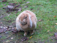 fat rabbit